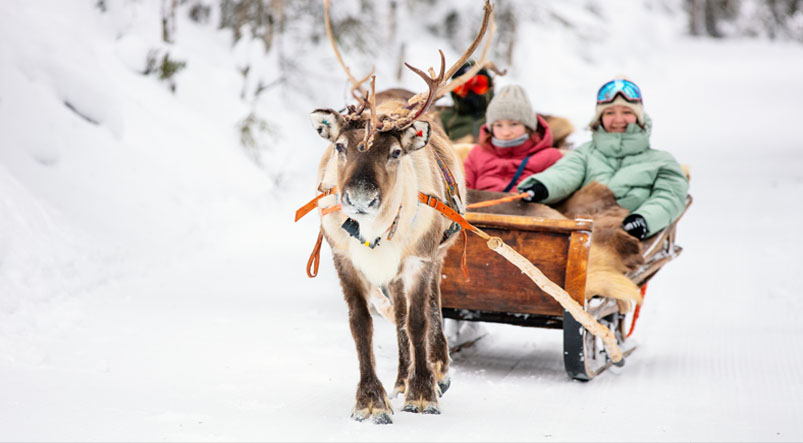 Reindeer-pulled sleigh traveling through a snowy Finnish forest